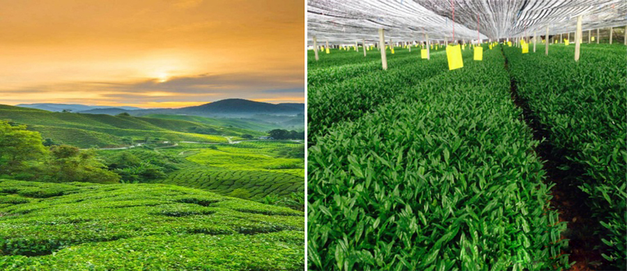 1584424317813515.jpg image28.jpg